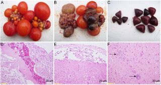 china duck flavivirus disease|Duck egg.